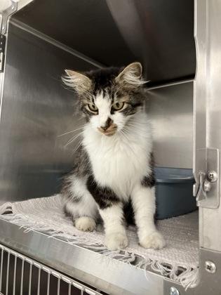 Enlarge Ned, a Adoptable mixed breed in Fergus Falls, MN image 1/2