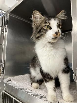 Enlarge Ned, a Adoptable mixed breed in Fergus Falls, MN image 2/2