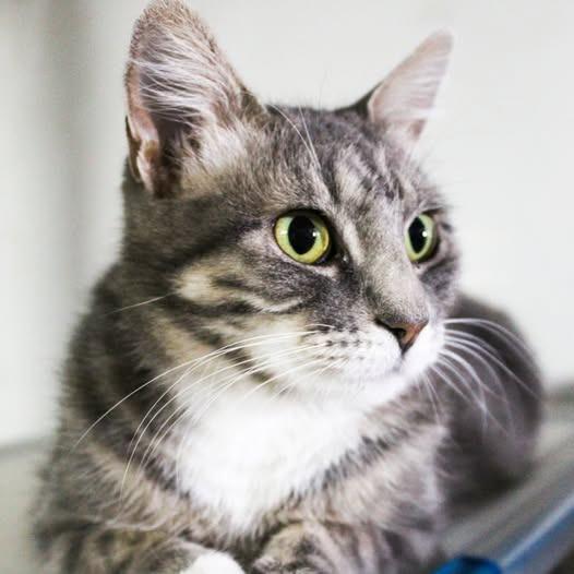 Gemina, a Adoptable mixed breed in St. Louis, MO image 1/5