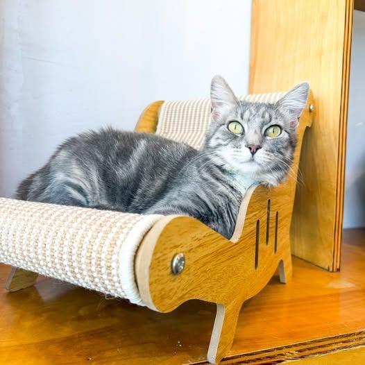 Gemina, a Adoptable mixed breed in St. Louis, MO image 2/5
