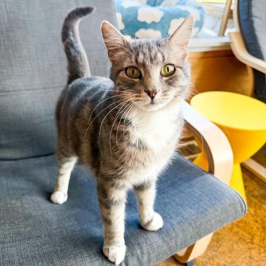 Gemina, a Adoptable mixed breed in St. Louis, MO image 3/5