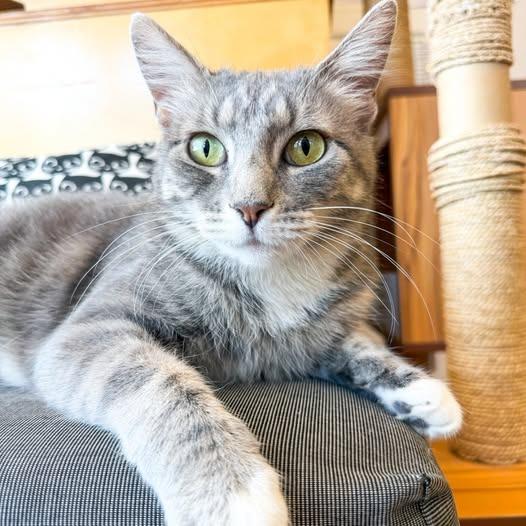 Gemina, a Adoptable mixed breed in St. Louis, MO image 4/5