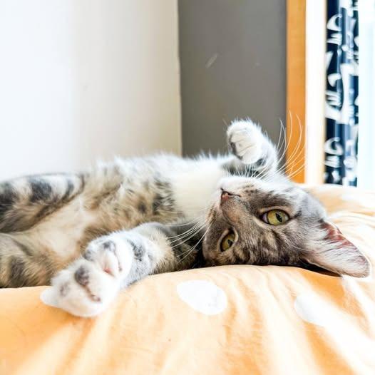 Gemina, a Adoptable mixed breed in St. Louis, MO image 5/5