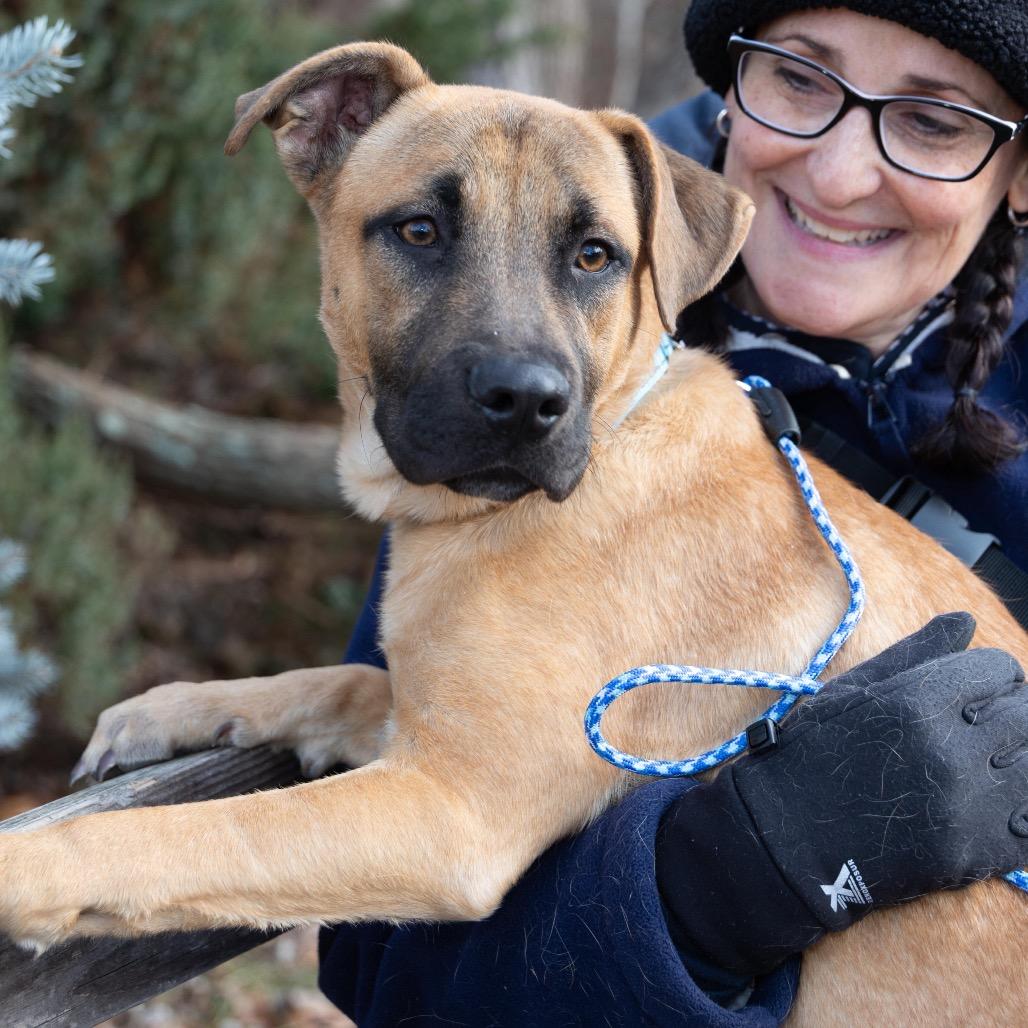 Enlarge BLUE., a Adoptable mixed breed in Atco, NJ image 1/6
