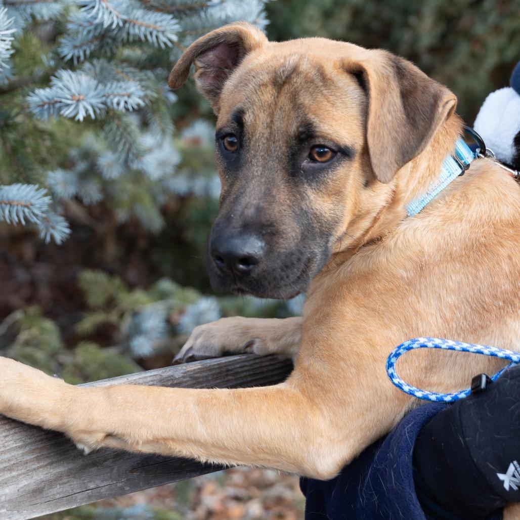 Enlarge BLUE., a Adoptable mixed breed in Atco, NJ image 2/6