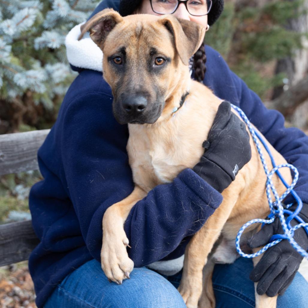 Enlarge BLUE., a Adoptable mixed breed in Atco, NJ image 6/6