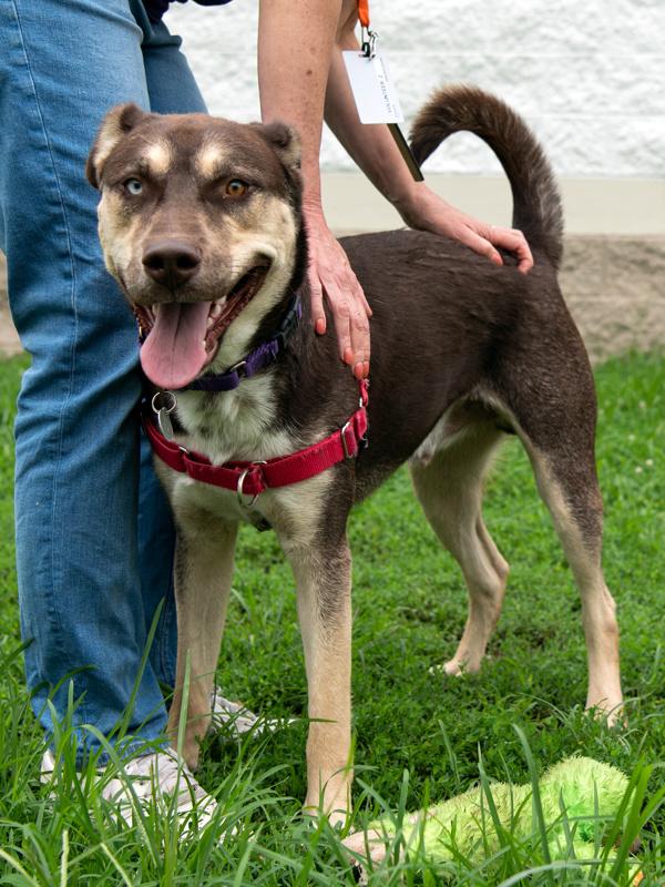 Enlarge Pogo/kolby, a Adoptable mixed breed in Roanoke, VA image 1/1