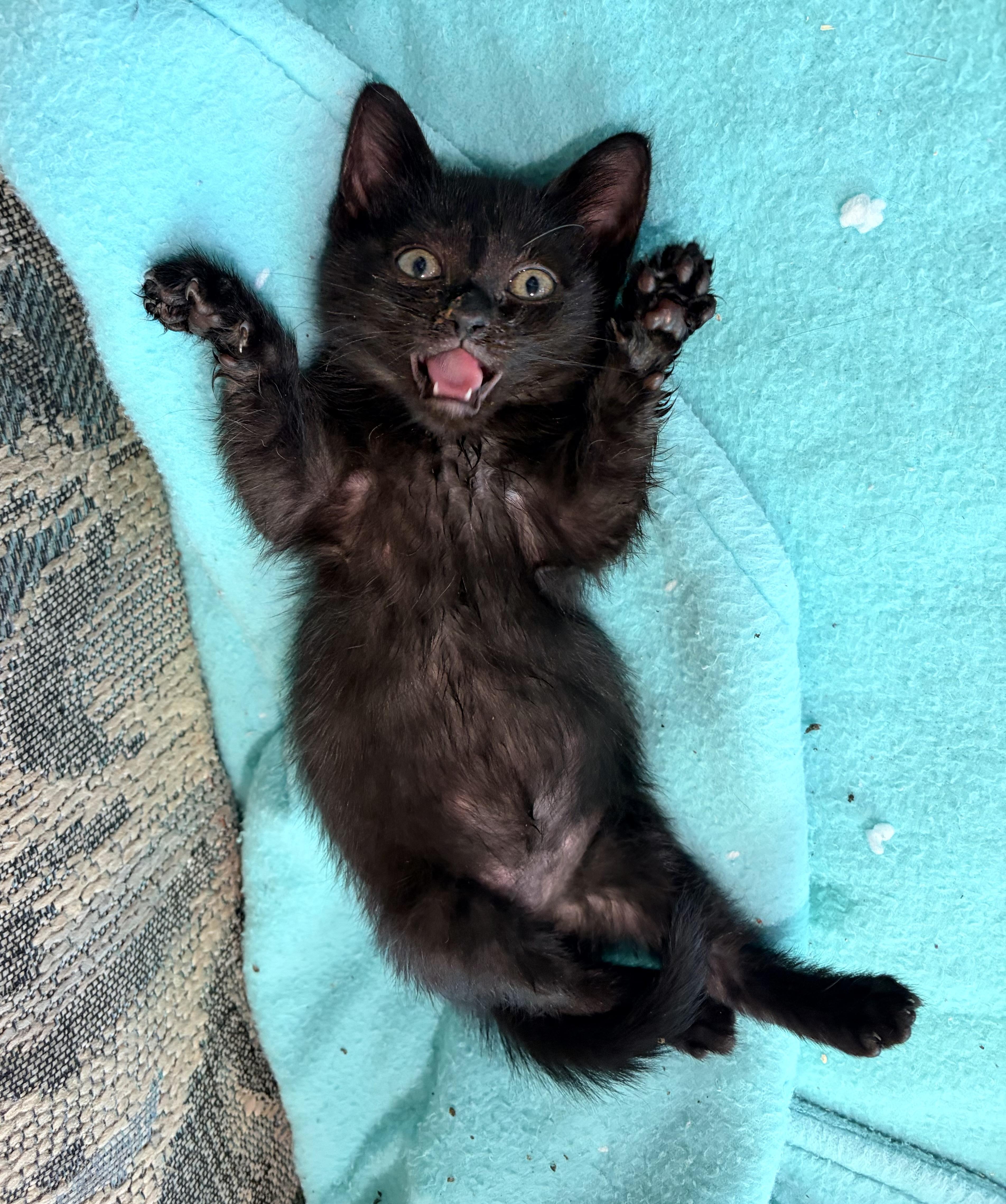 Enlarge Ruby, a Adoptable Domestic Medium Hair in Fruit Heights, UT image 1/6