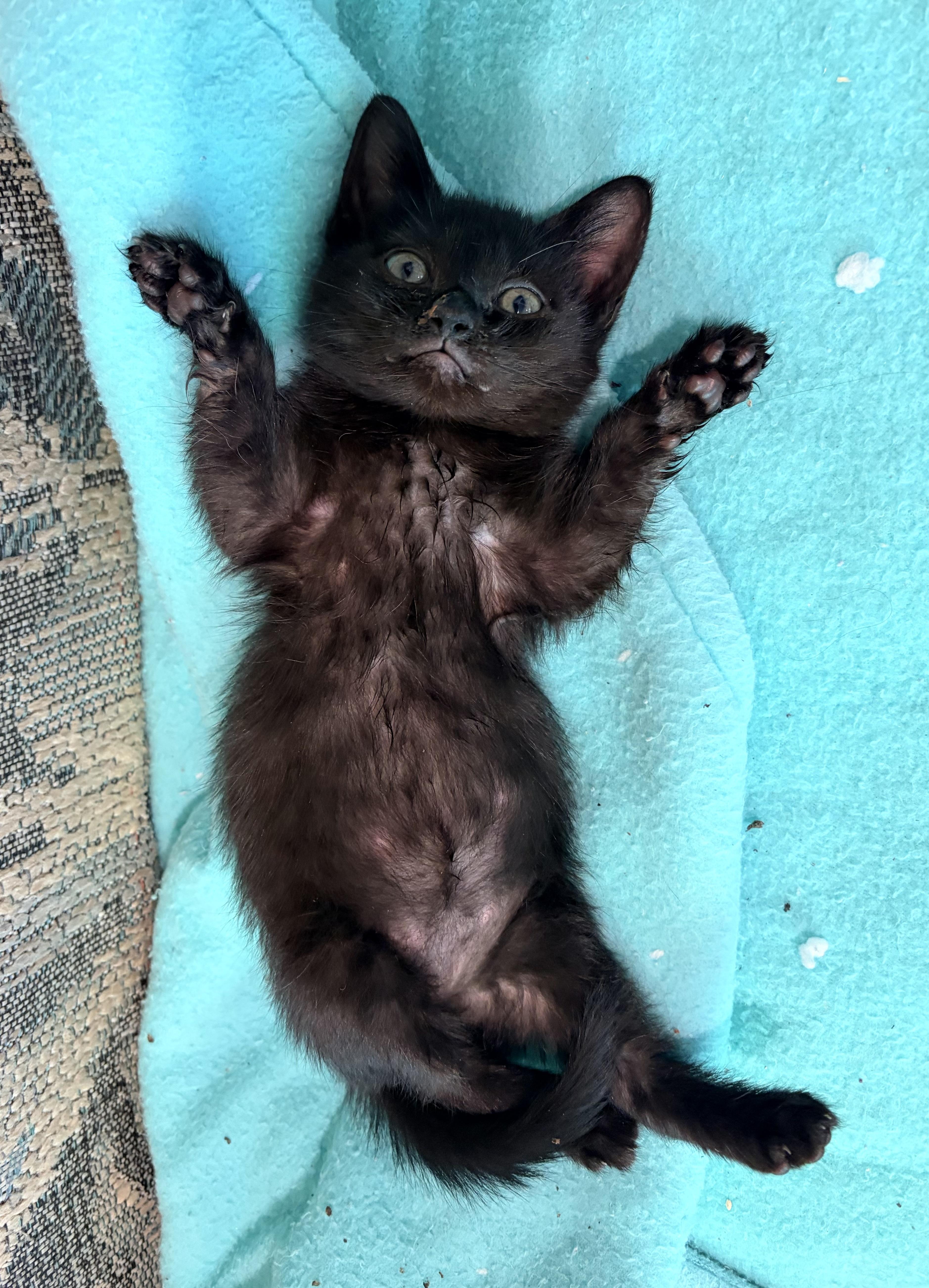 Enlarge Ruby, a Adoptable Domestic Medium Hair in Fruit Heights, UT image 2/6