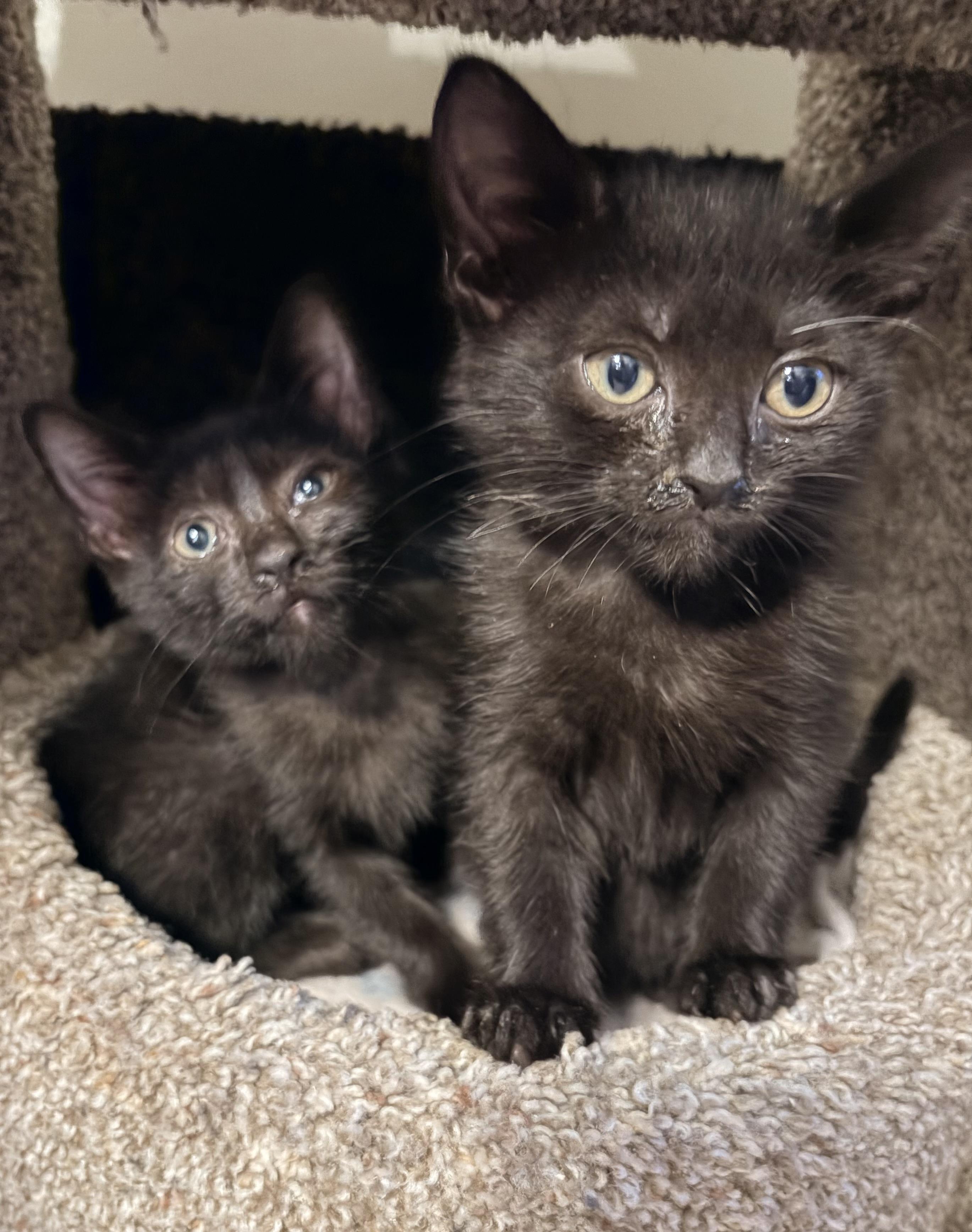 Enlarge Ruby, a Adoptable Domestic Medium Hair in Fruit Heights, UT image 3/6