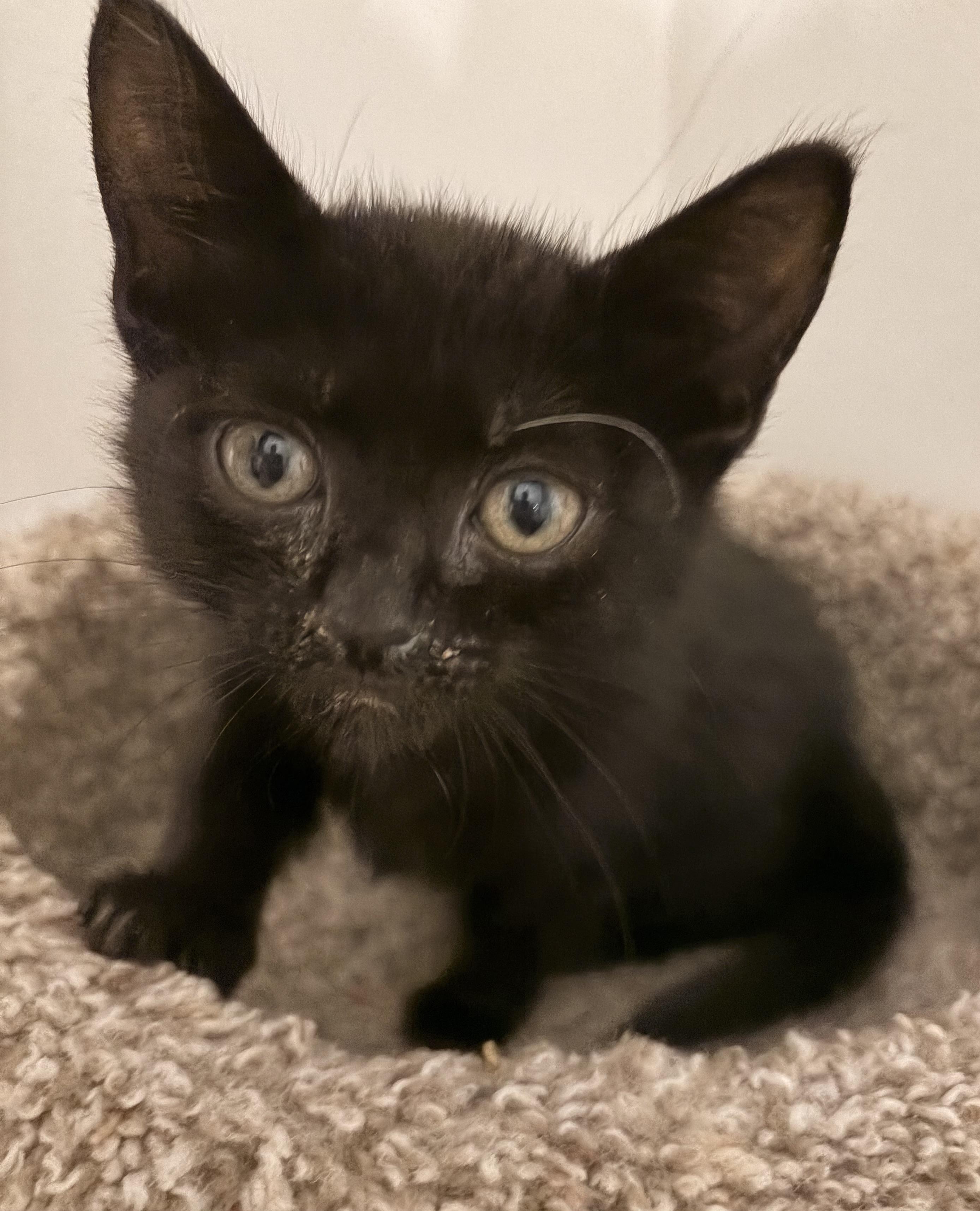 Enlarge Ruby, a Adoptable Domestic Medium Hair in Fruit Heights, UT image 4/6