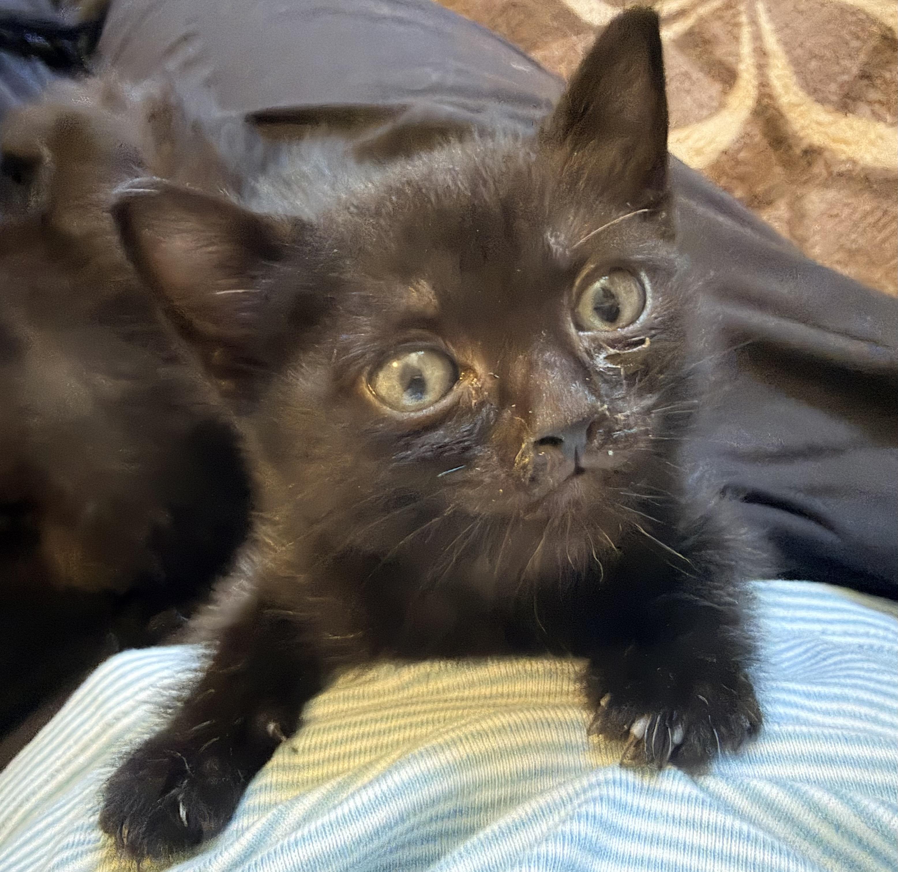 Enlarge Ruby, a Adoptable Domestic Medium Hair in Fruit Heights, UT image 5/6