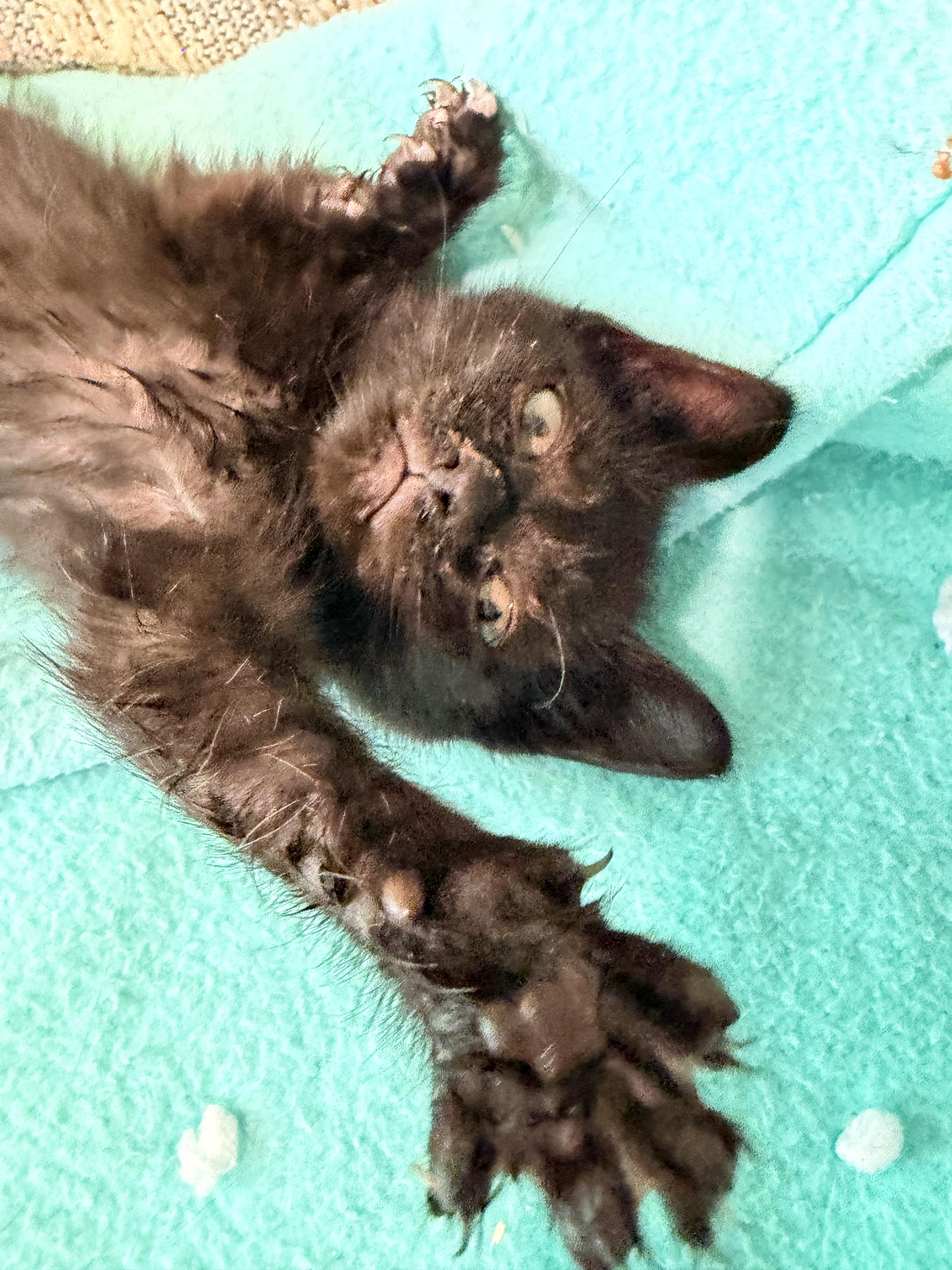 Enlarge Ruby, a Adoptable Domestic Medium Hair in Fruit Heights, UT image 6/6