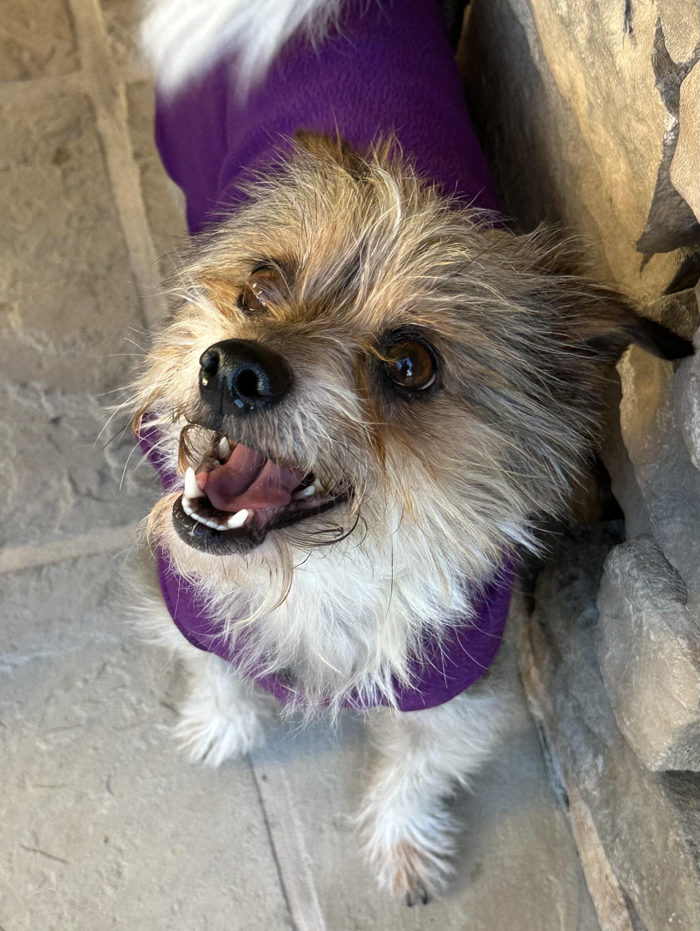 Enlarge LOUIE, an adopted Yorkshire Terrier in San Jose, CA image 1/3