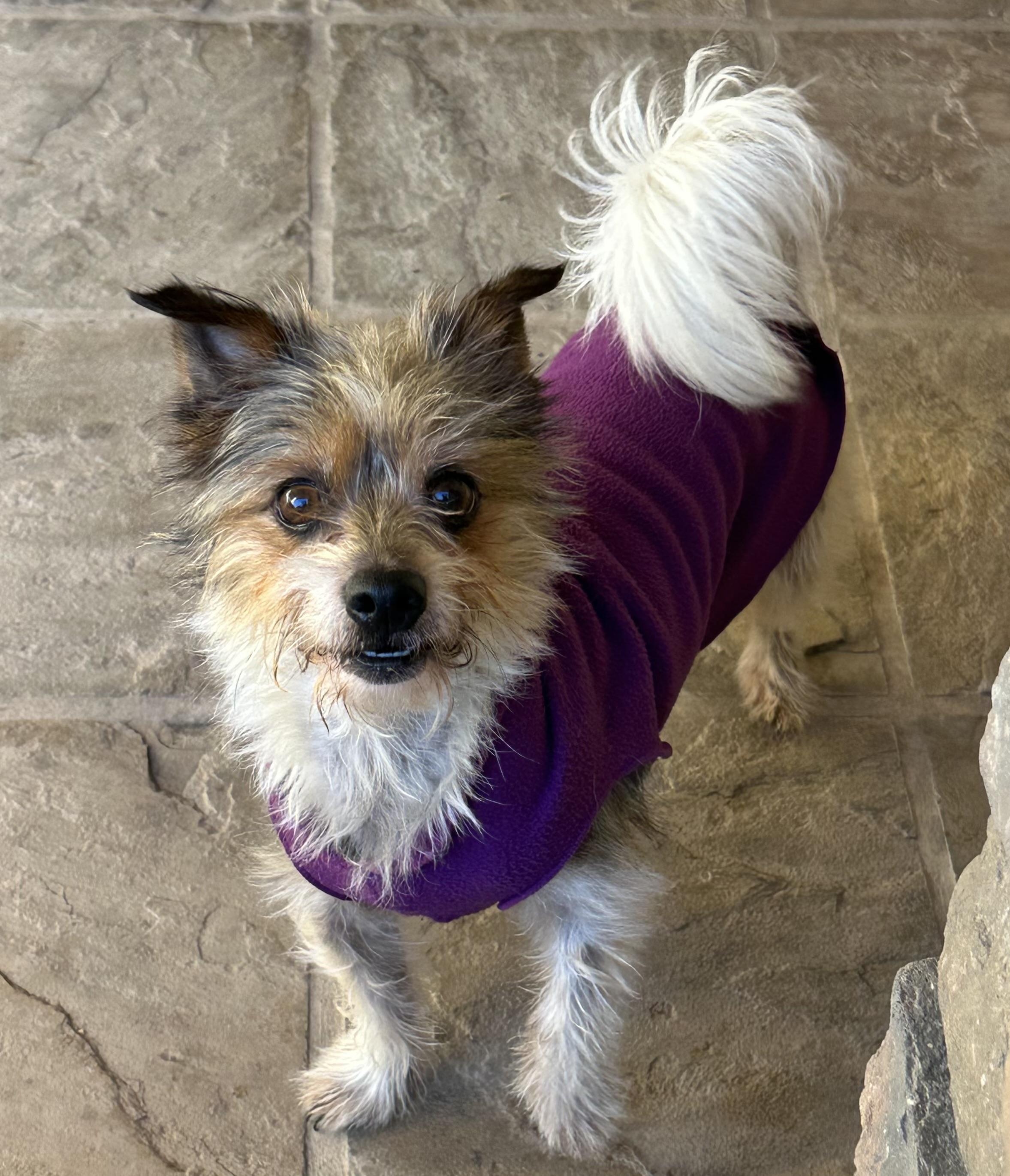 Enlarge LOUIE, an adopted Yorkshire Terrier in San Jose, CA image 2/3