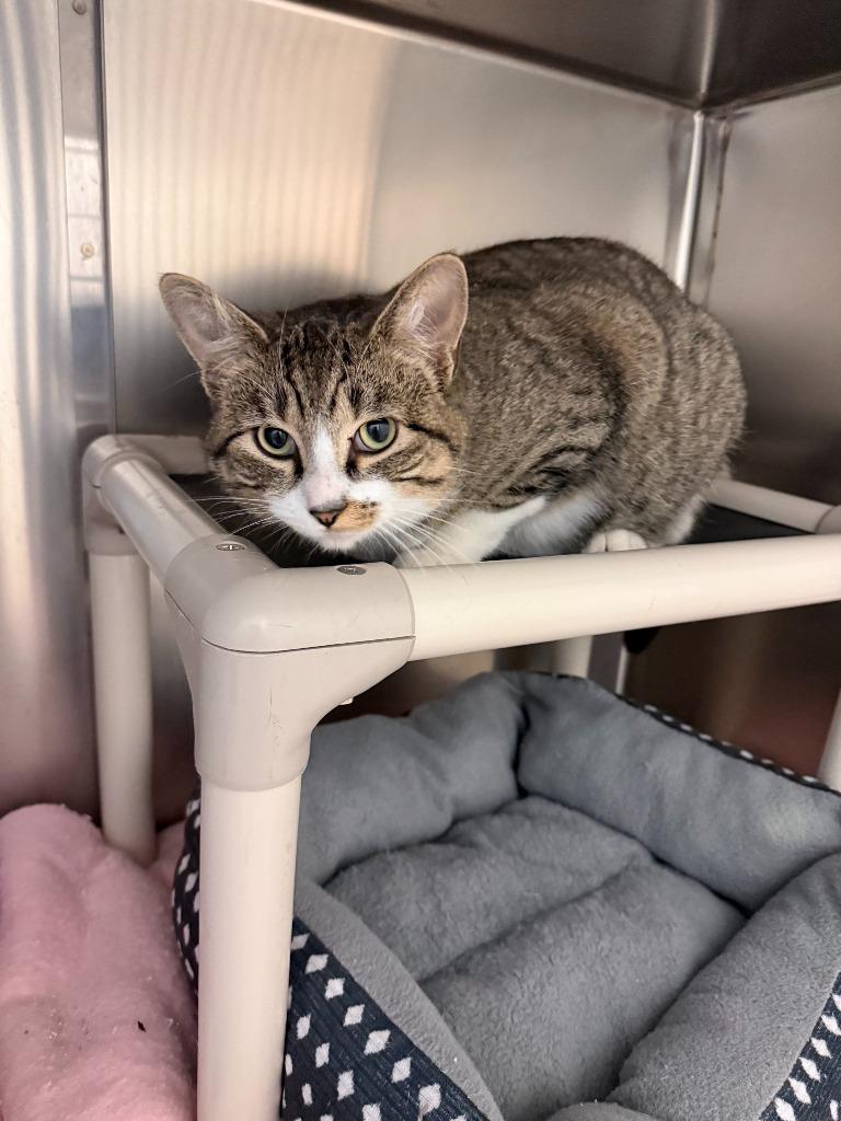 Jasper, Adoptable, Young Male Domestic Short Hair.