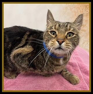 DAWSON, Adoptable, Adult Male Domestic Short Hair.