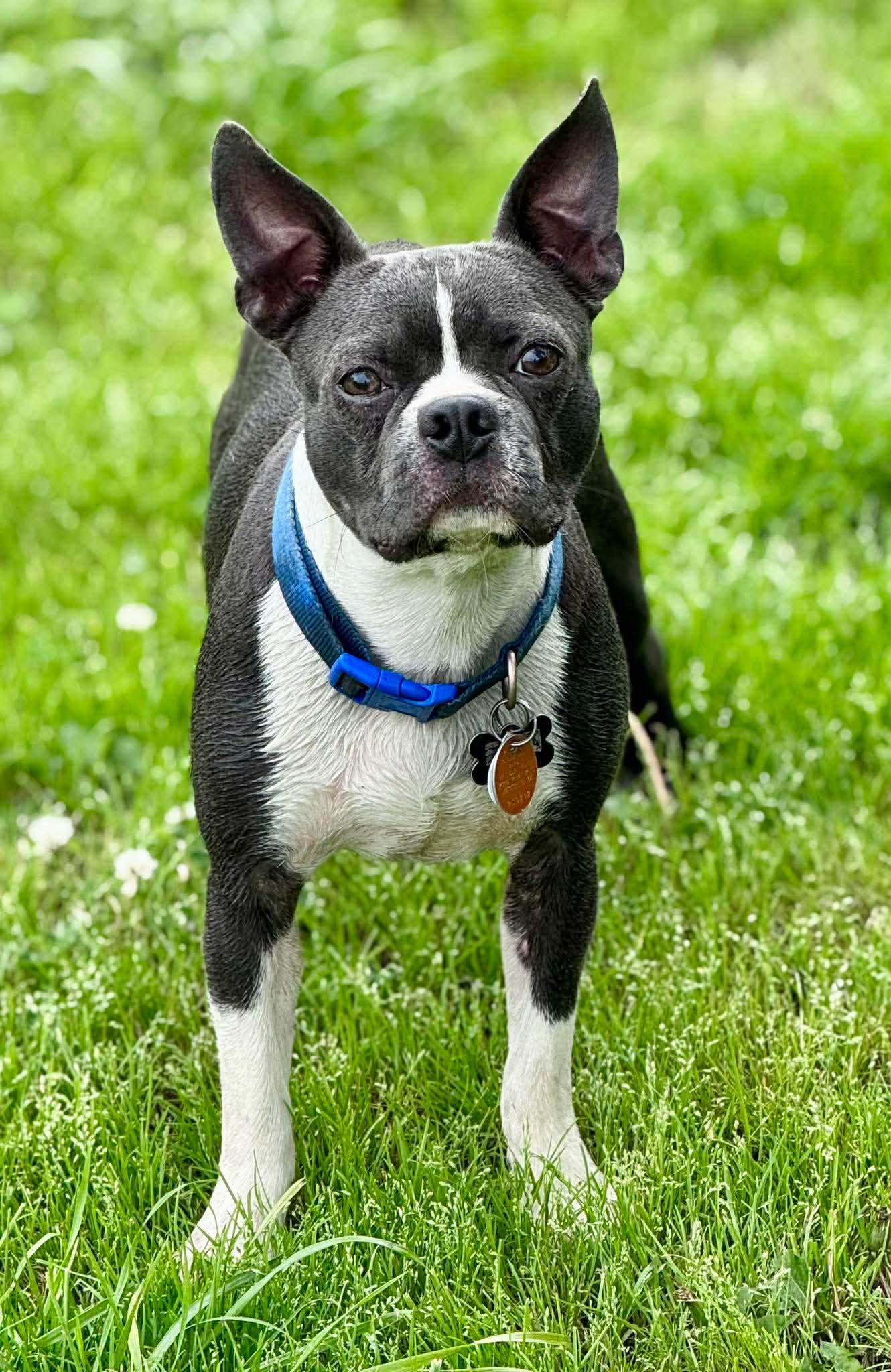 Enlarge Gizz, a Adoptable Boston Terrier in Muskogee, OK image 1/4