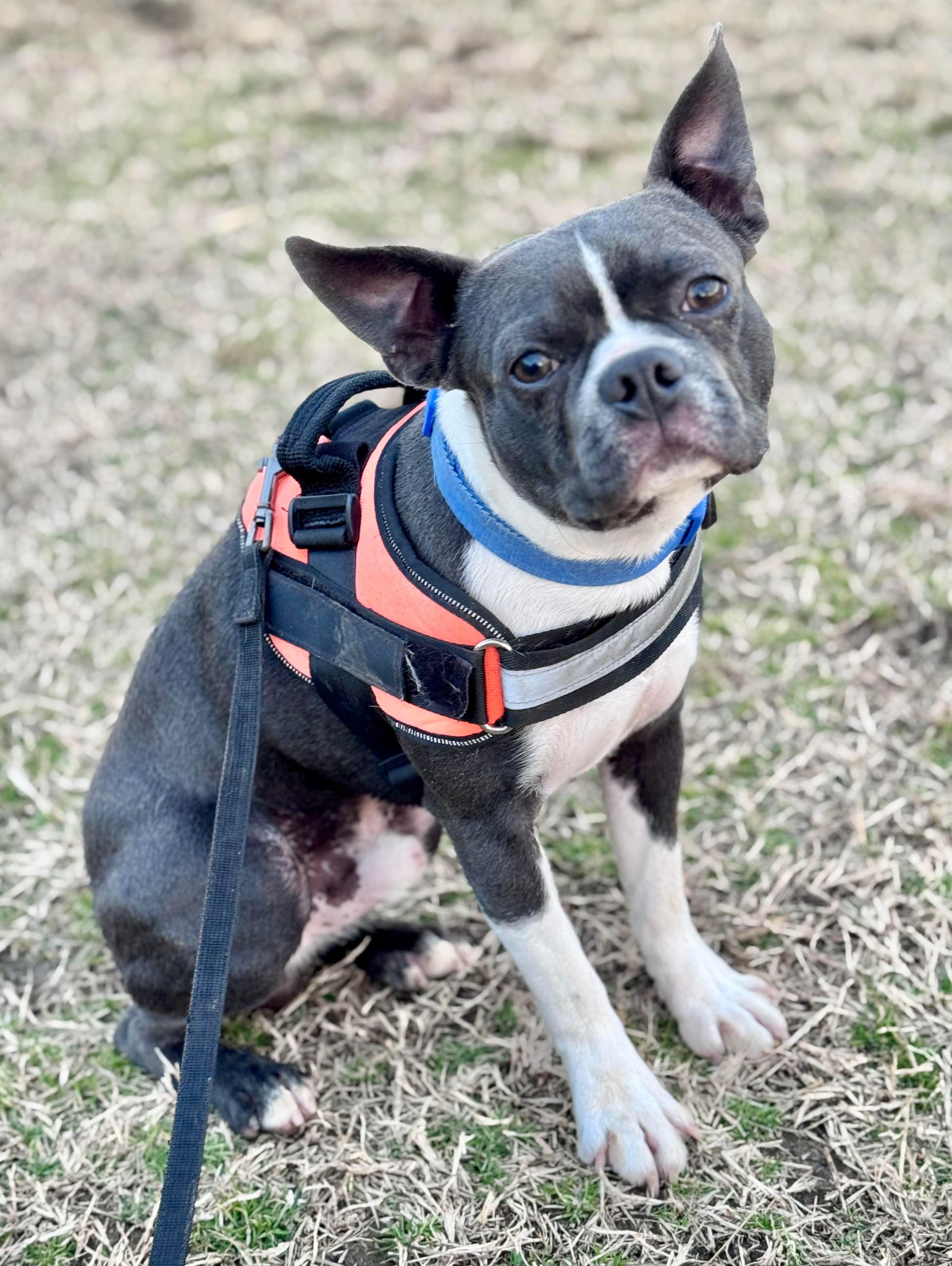 Enlarge Gizz, a Adoptable Boston Terrier in Muskogee, OK image 3/6