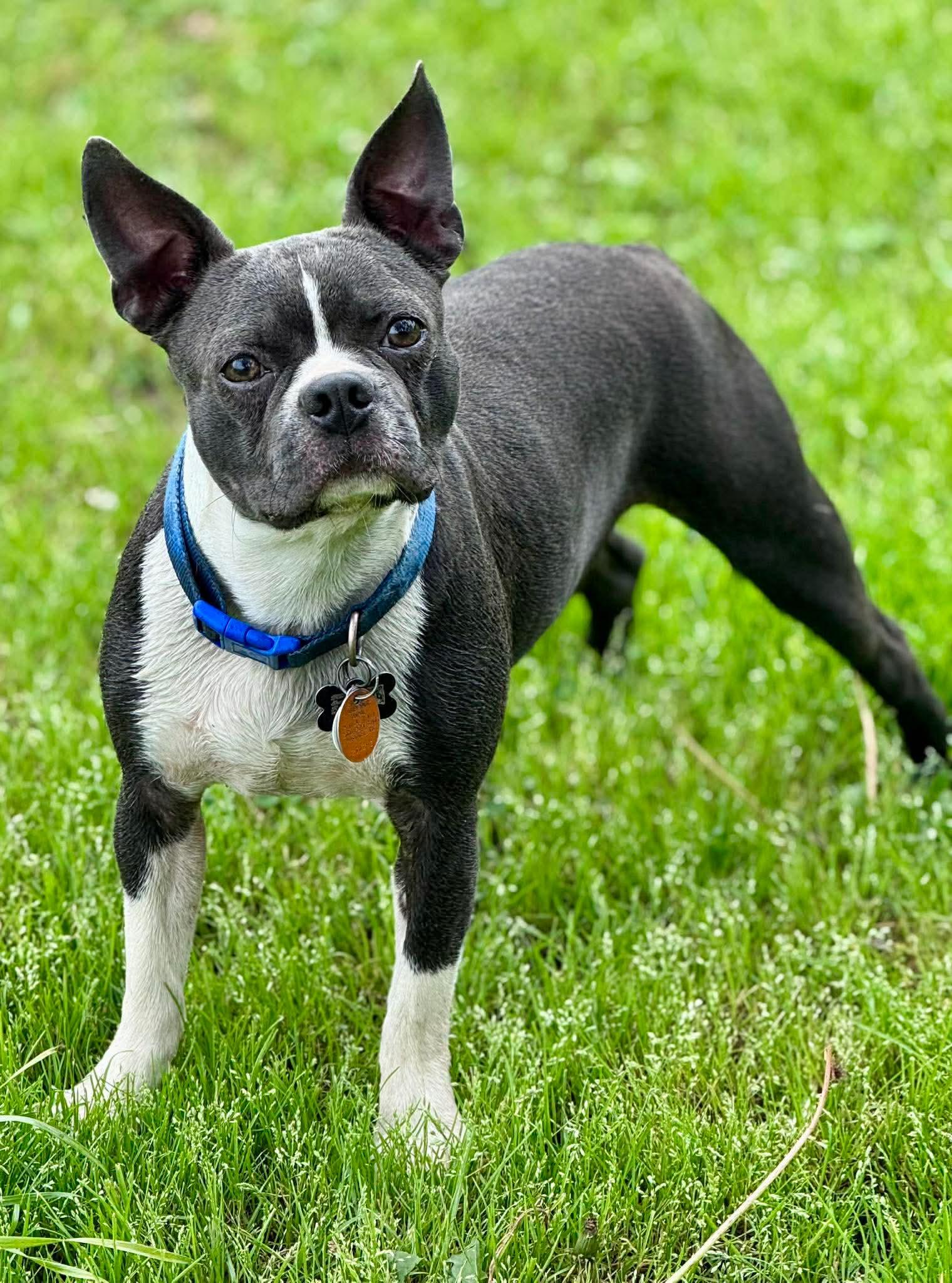 Enlarge Gizz, a Adoptable Boston Terrier in Muskogee, OK image 4/4