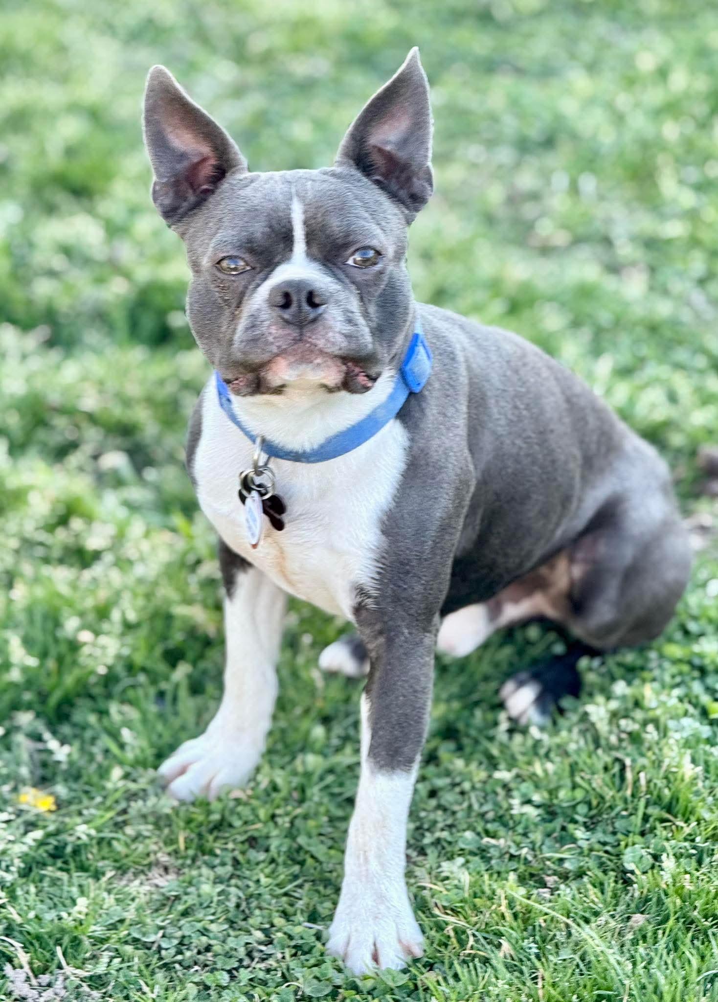 Enlarge Gizz, a Adoptable Boston Terrier in Muskogee, OK image 6/6