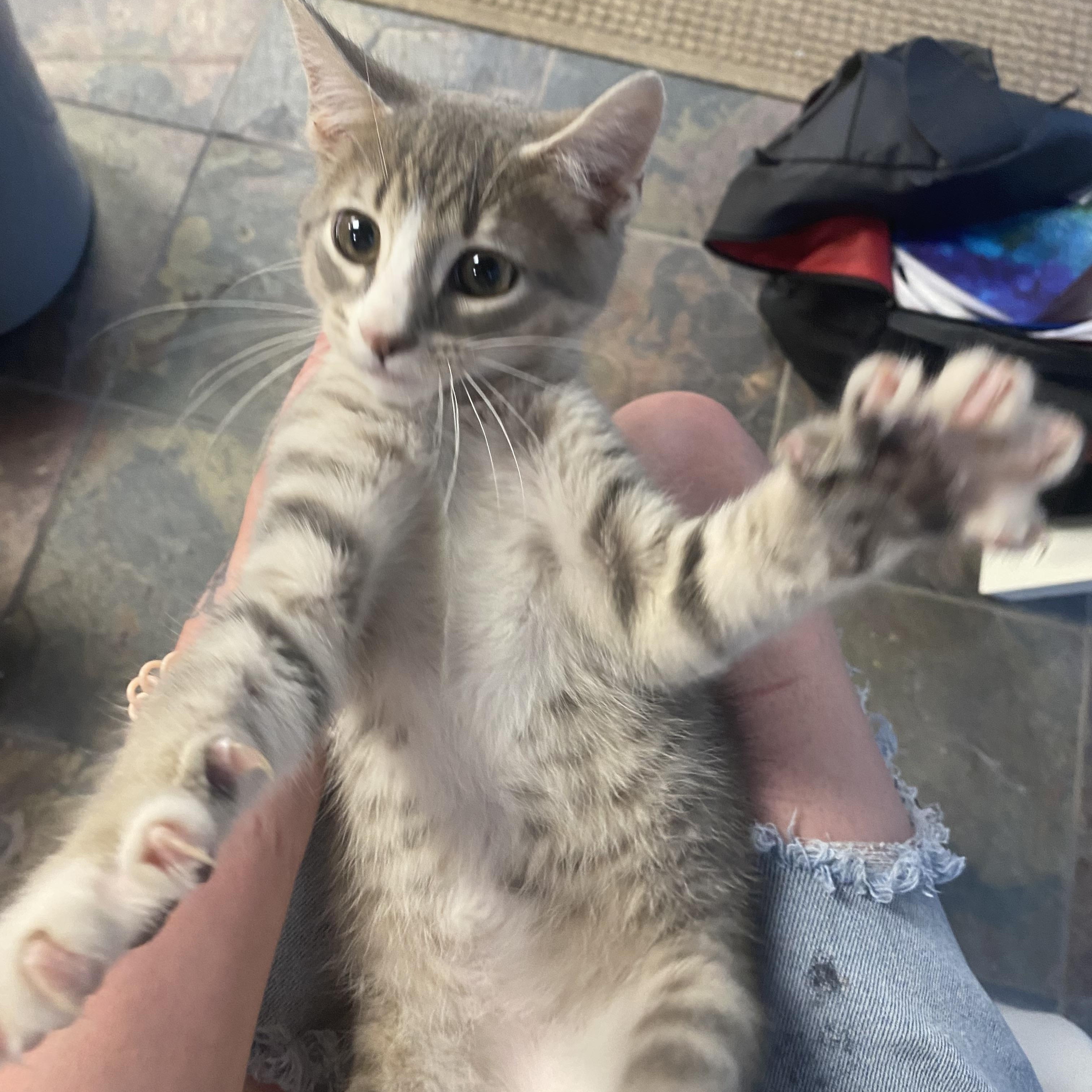 Chip, a Adopted Domestic Short Hair in Columbus, OH image 3/3