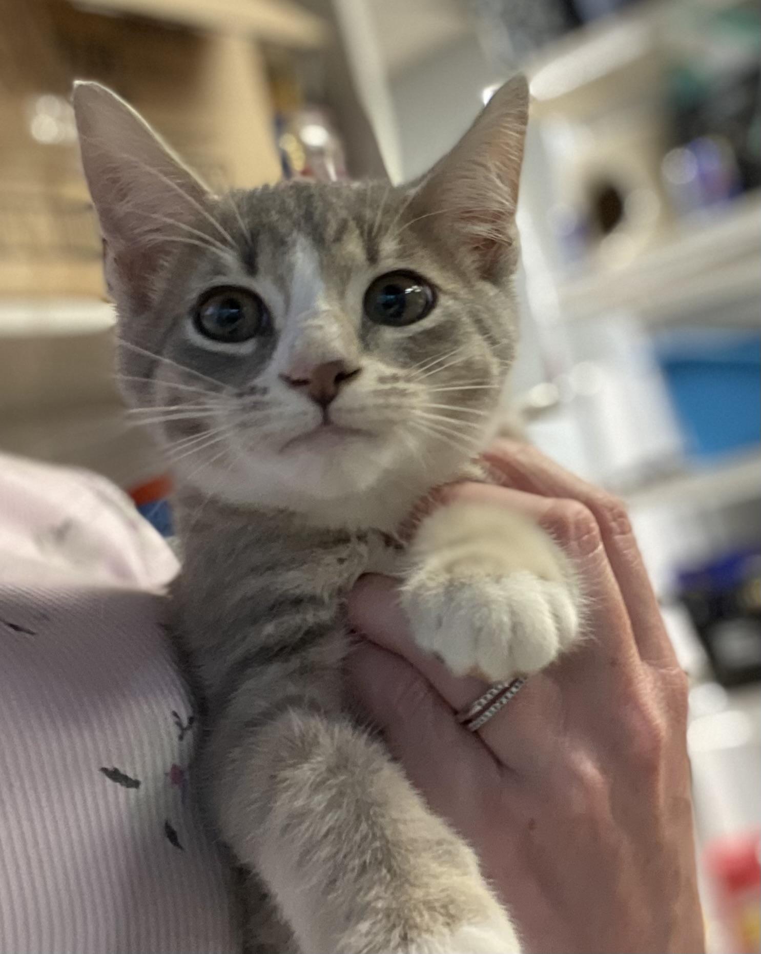 Chip, a Adopted Domestic Short Hair in Columbus, OH image 2/3