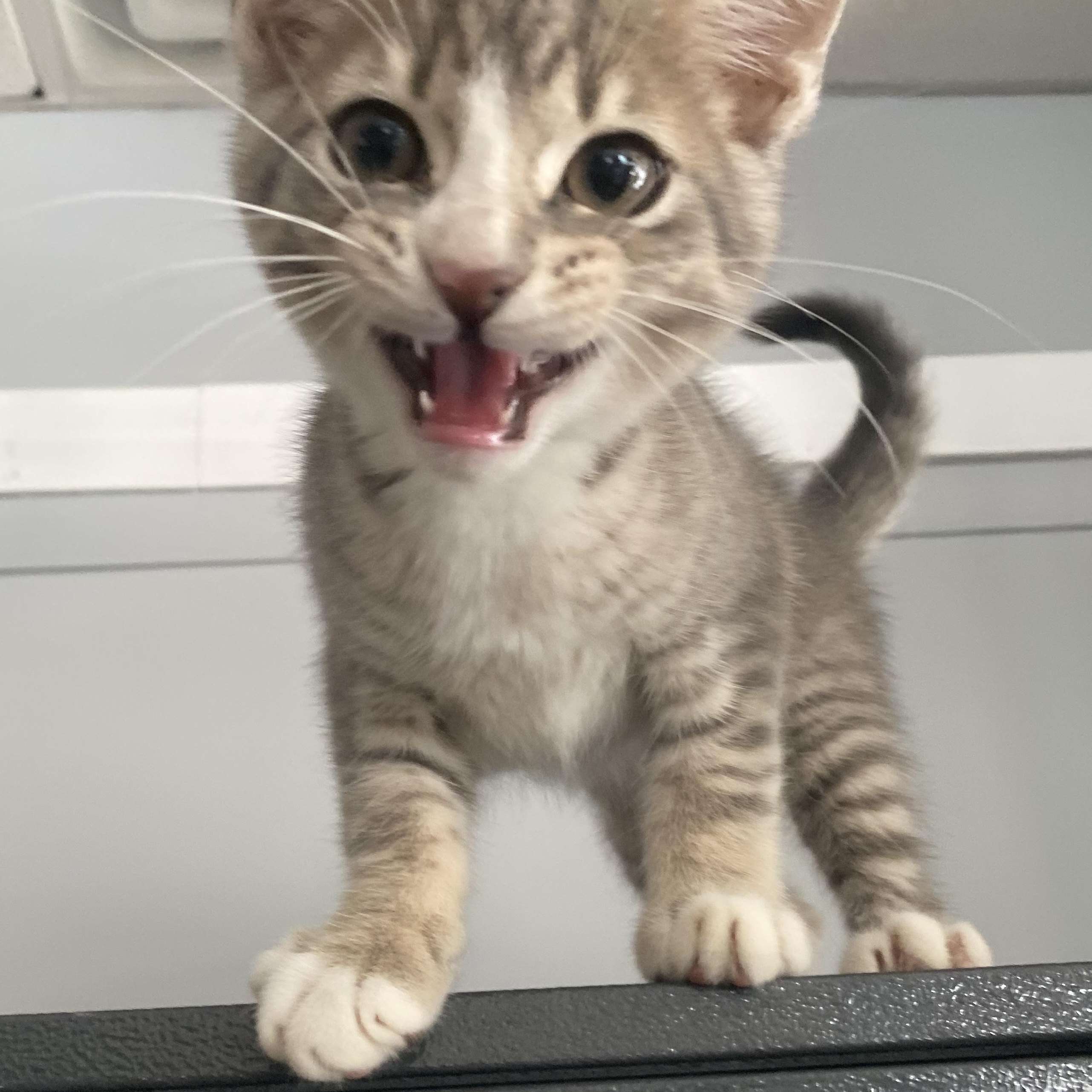 Chip, a Adopted Domestic Short Hair in Columbus, OH image 1/3