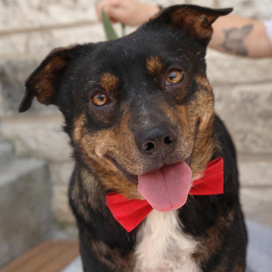 Barney, a Adoptable mixed breed in Bryan, TX image 1/5