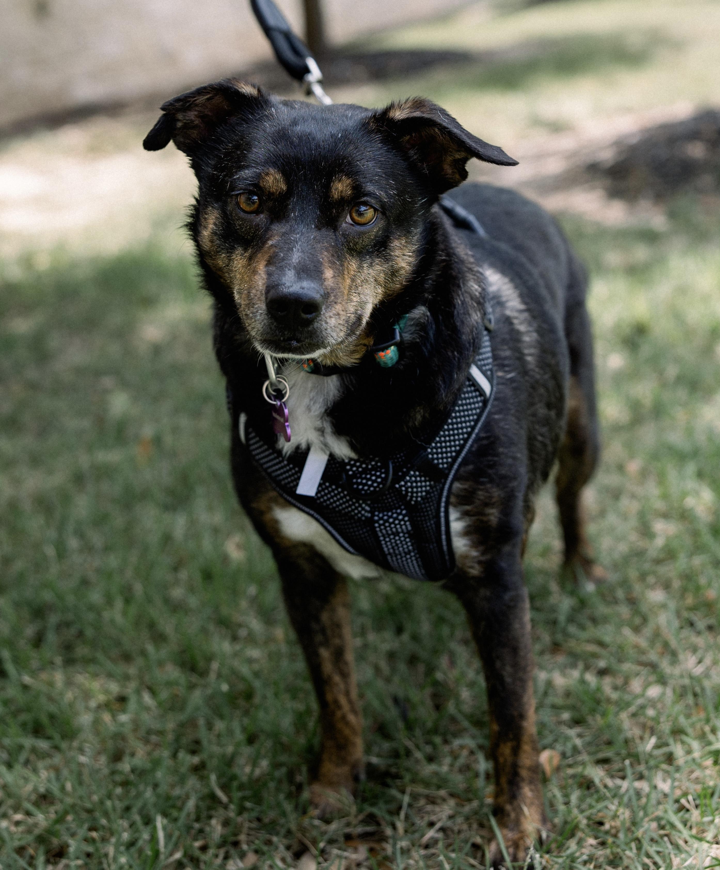 Enlarge Barney, a Adoptable mixed breed in Bryan, TX image 4/5
