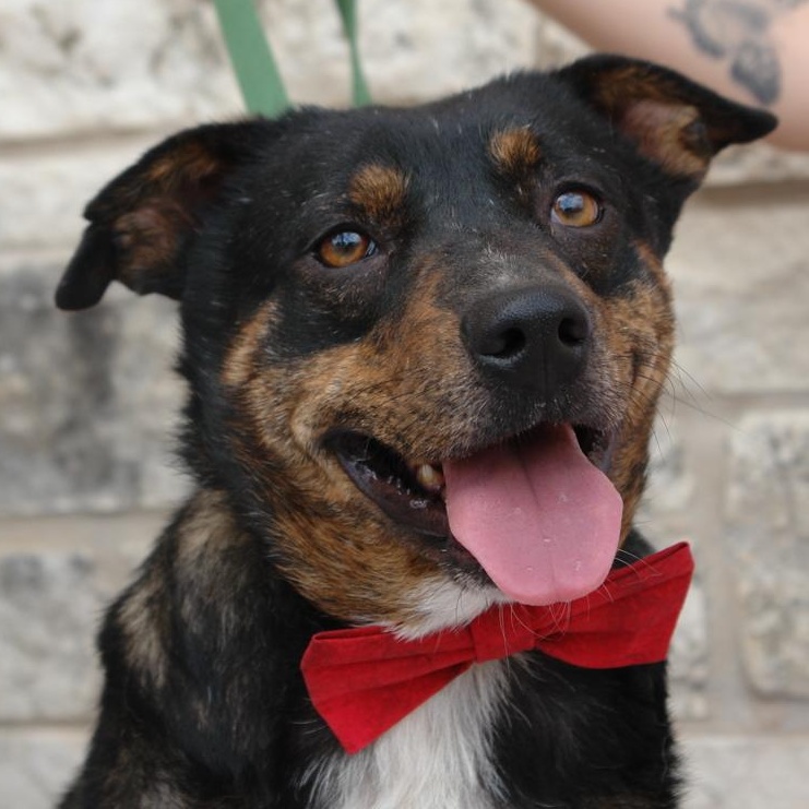 Barney, a Adoptable mixed breed in Bryan, TX image 2/5