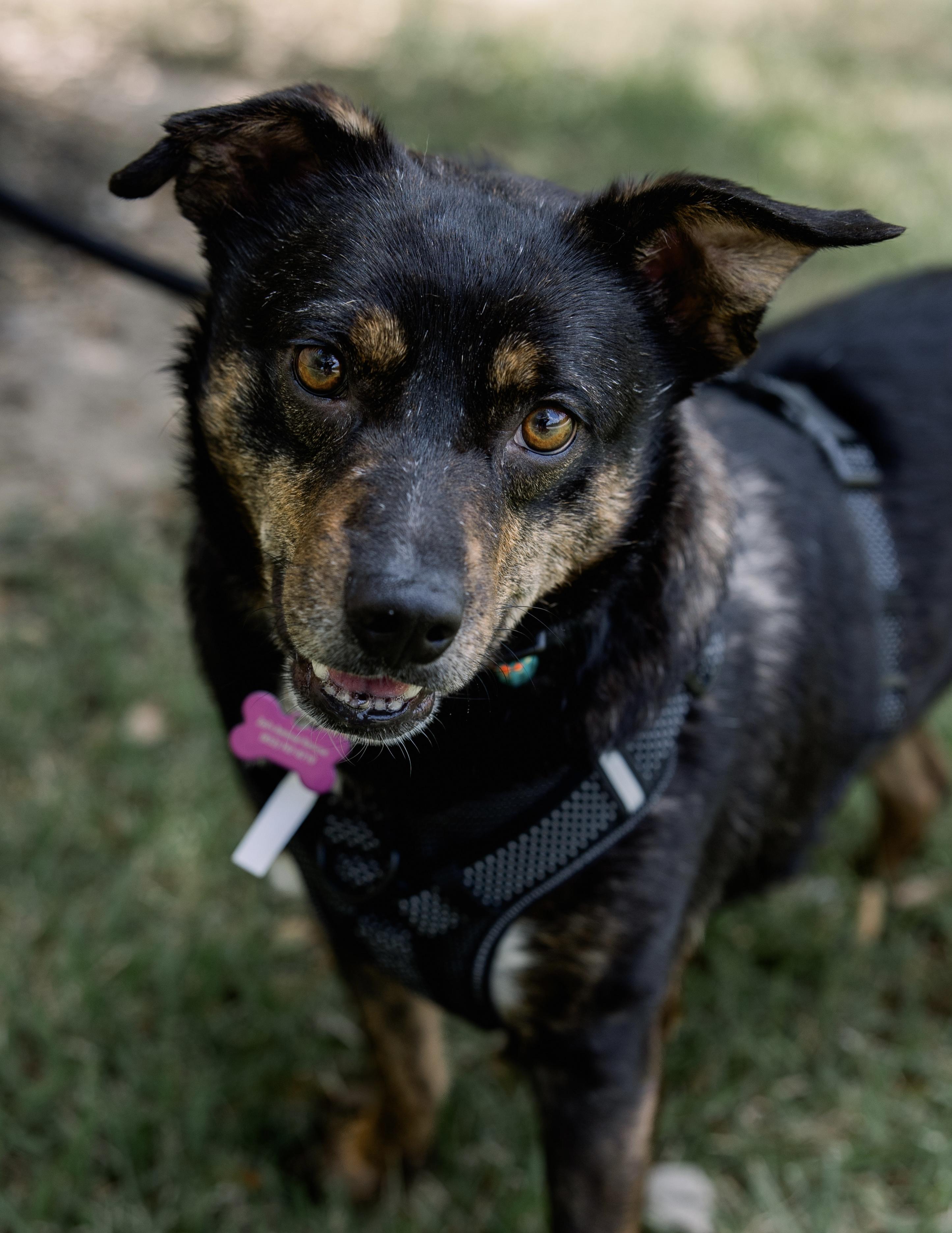 Enlarge Barney, a Adoptable mixed breed in Bryan, TX image 2/5