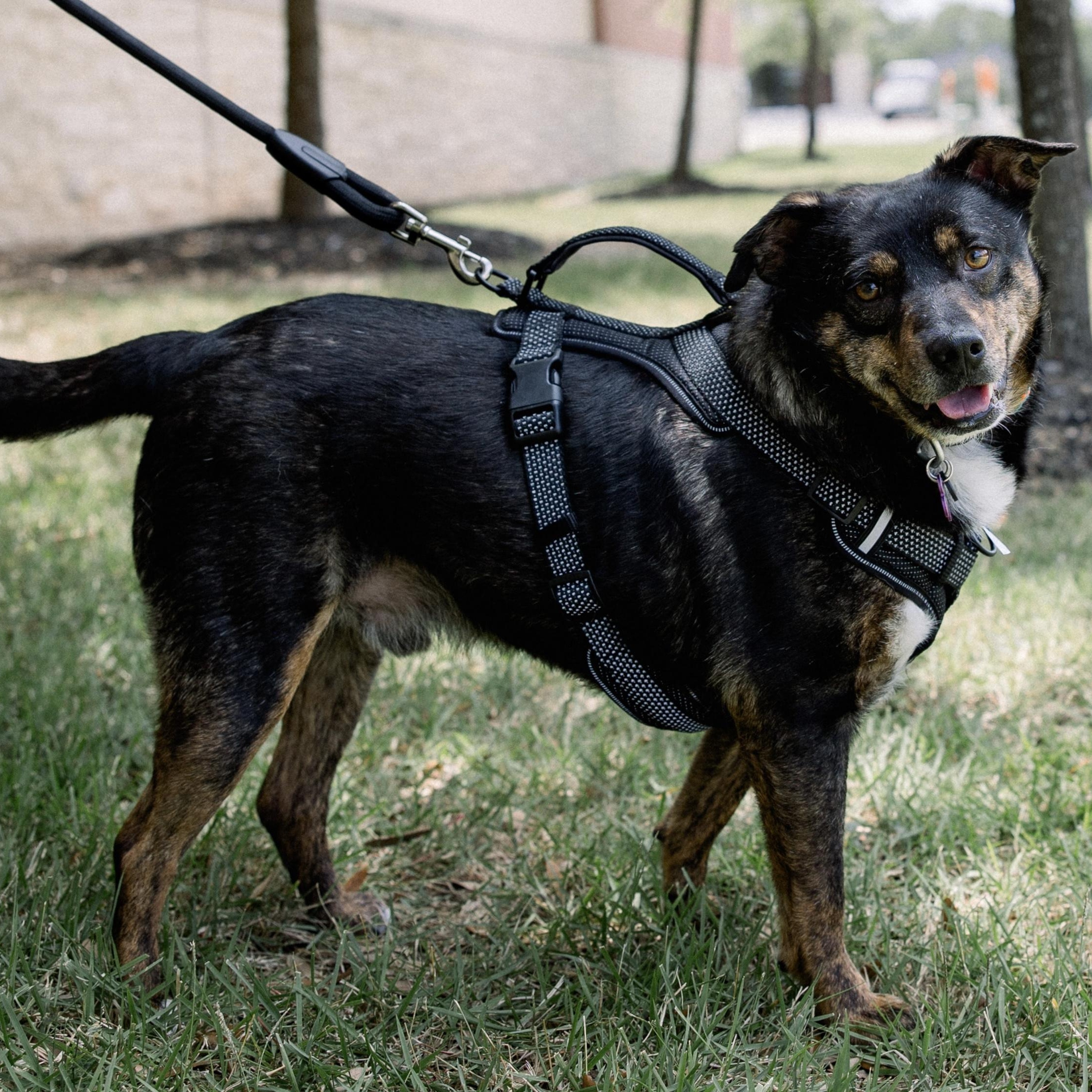 Barney, Adoptable, Adult Male Cattle Dog.