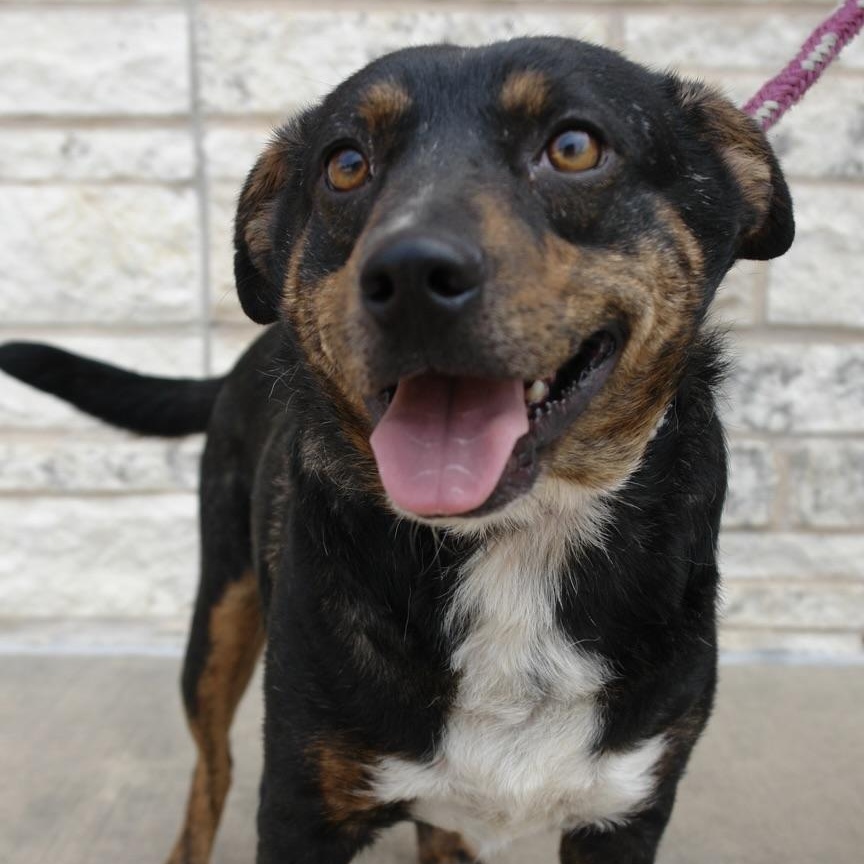 Barney, a Adoptable mixed breed in Bryan, TX image 4/5