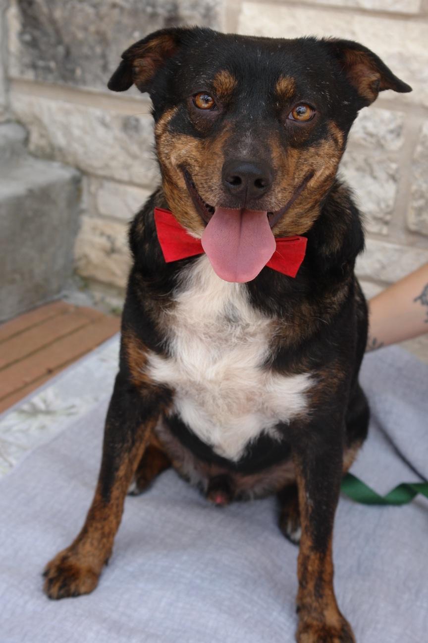 Barney, a Adoptable mixed breed in Bryan, TX image 3/5