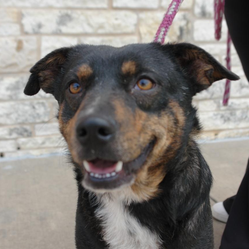 Barney, a Adoptable mixed breed in Bryan, TX image 5/5