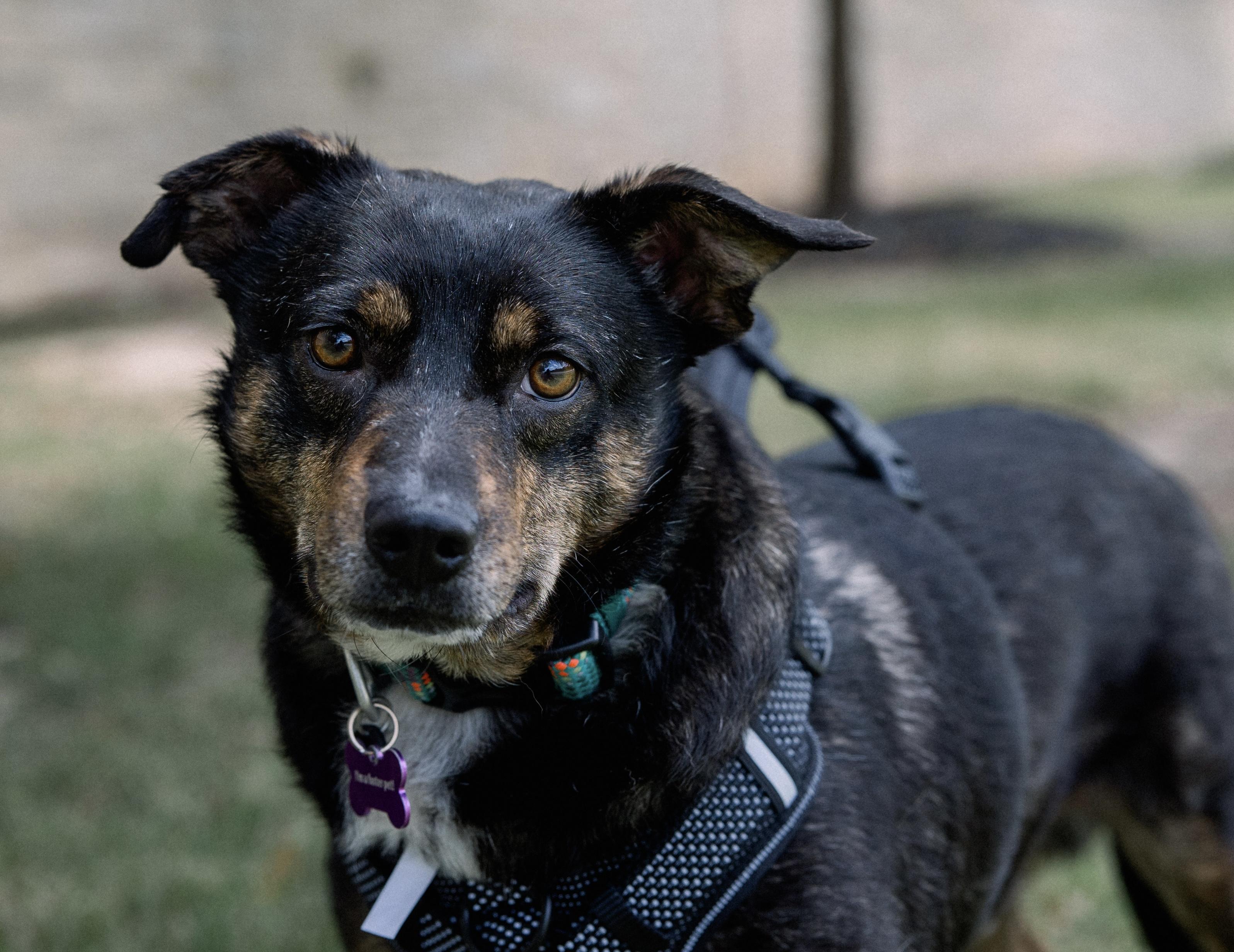 Enlarge Barney, a Adoptable mixed breed in Bryan, TX image 3/5