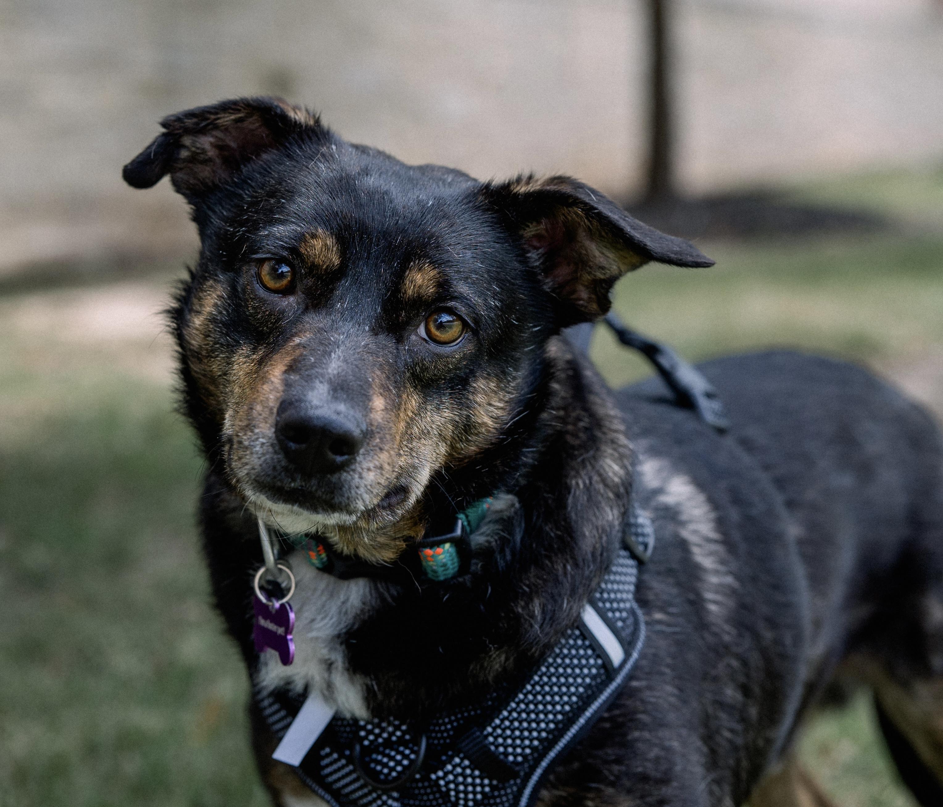 Enlarge Barney, a Adoptable mixed breed in Bryan, TX image 5/5