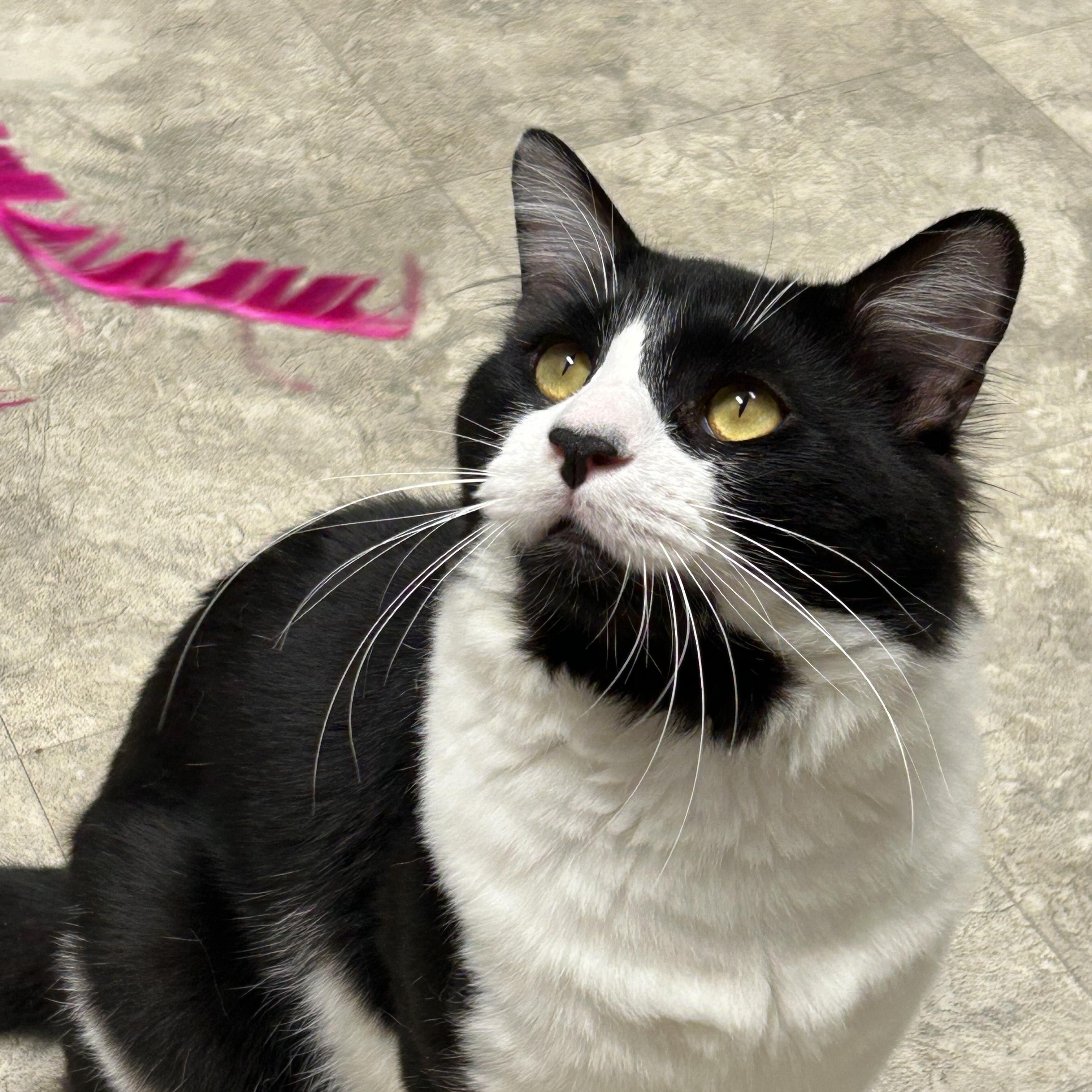 Enlarge Gumbo, a Adoptable Domestic Medium Hair in Statesboro, GA image 2/3