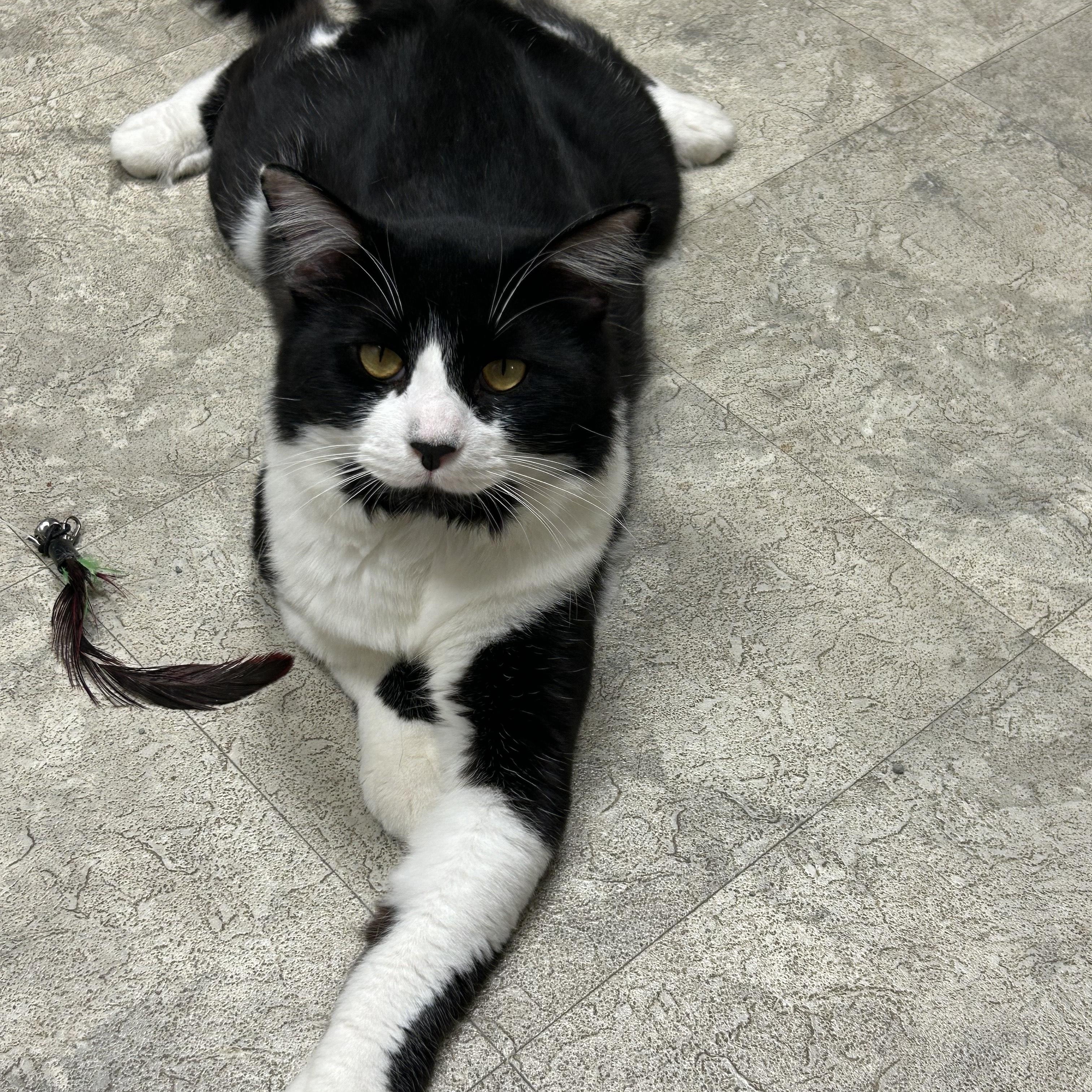 Enlarge Gumbo, a Adoptable Domestic Medium Hair in Statesboro, GA image 3/3