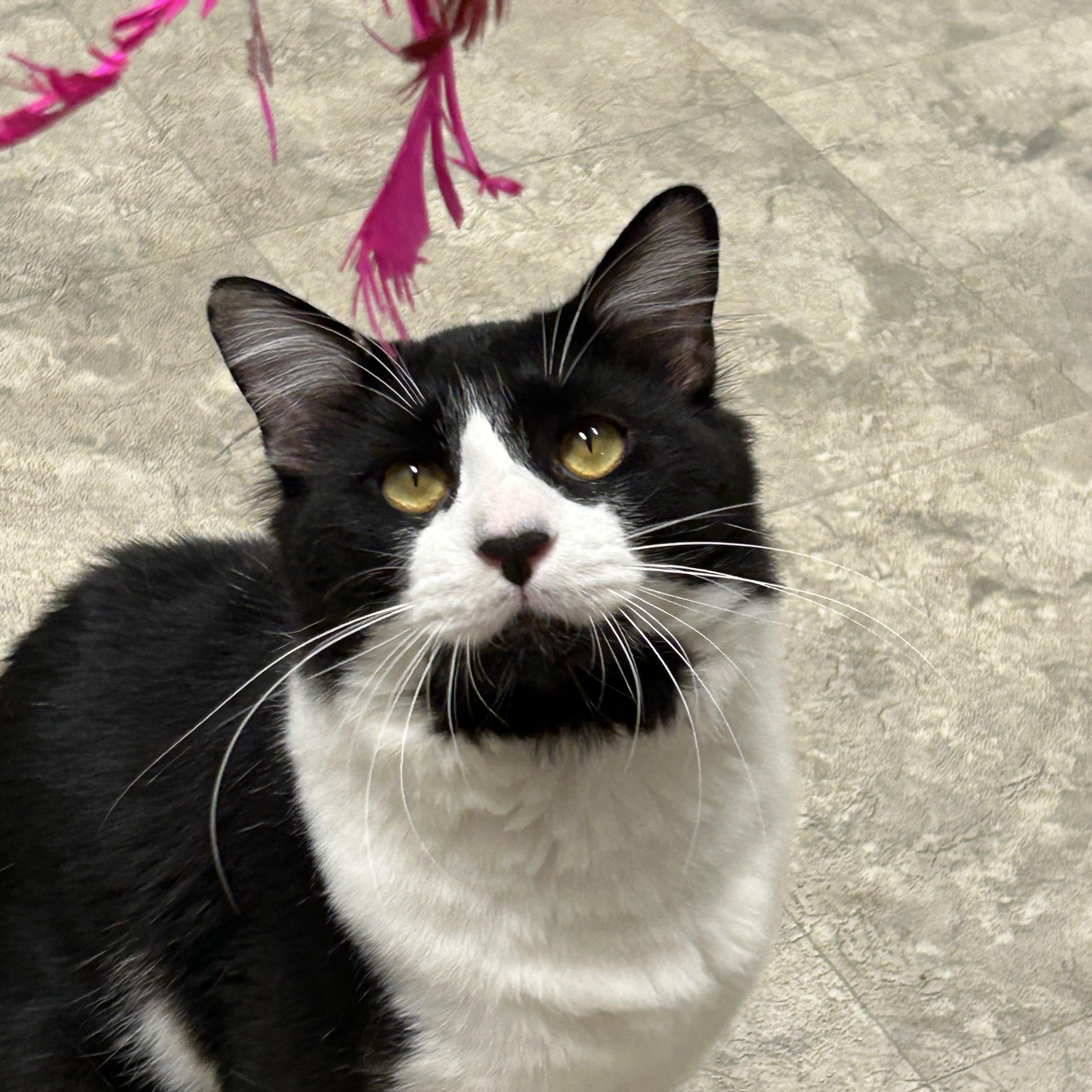 Enlarge Gumbo, a Adoptable Domestic Medium Hair in Statesboro, GA image 1/3