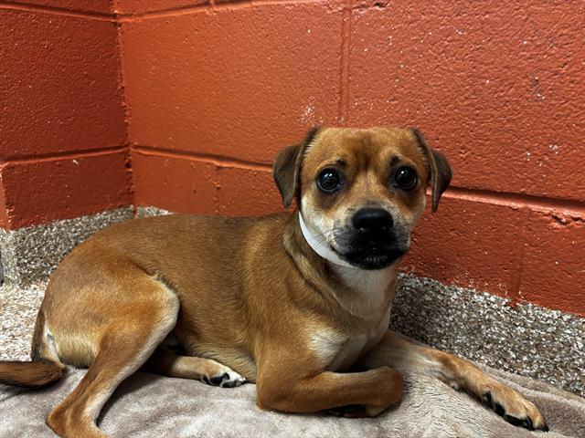 AUGUSTUS, Adoptable, Adult Male Chihuahua & Mixed Breed.