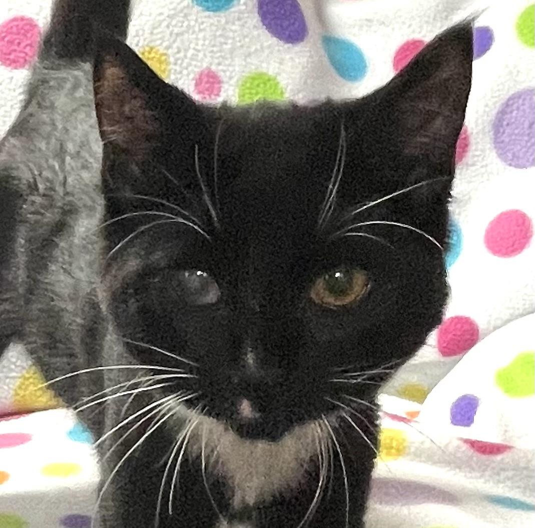 Monkey, Young Male Domestic Short Hair