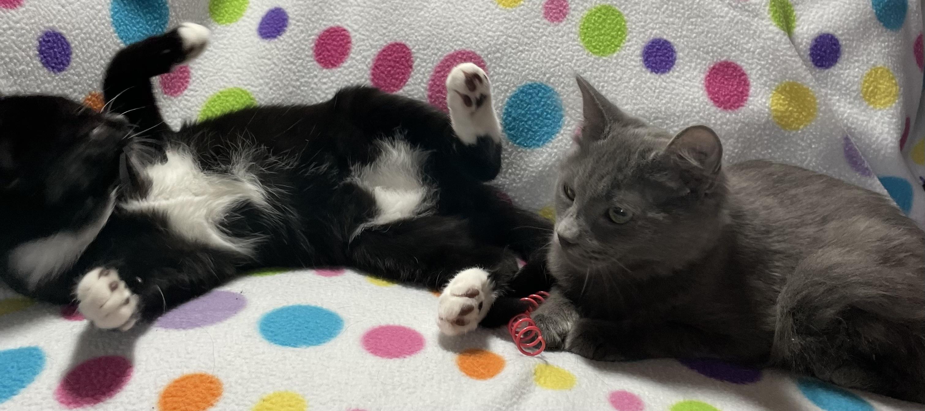 Enlarge Monkey, a Adoptable Domestic Short Hair in Kalama, WA image 3/4