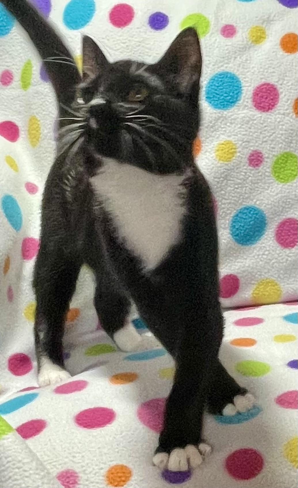 Enlarge Monkey, a Adoptable Domestic Short Hair in Kalama, WA image 4/4