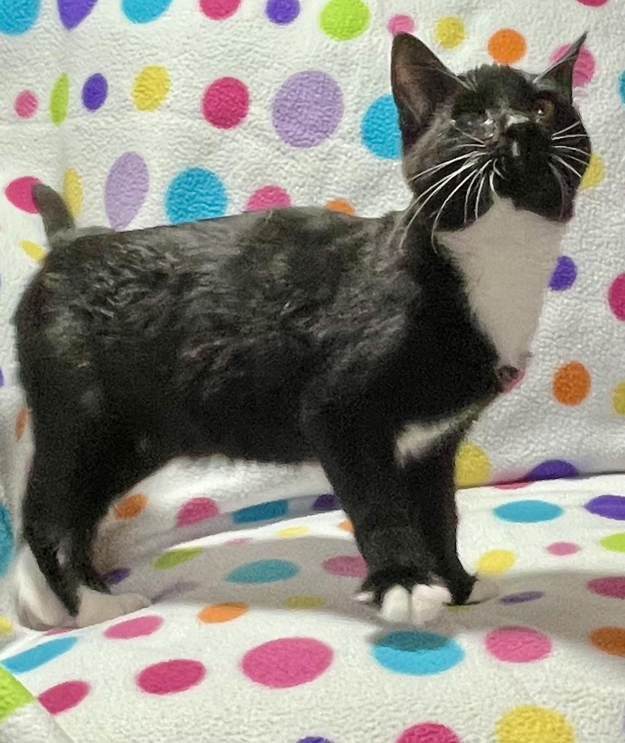 Enlarge Monkey, a Adoptable Domestic Short Hair in Kalama, WA image 2/4