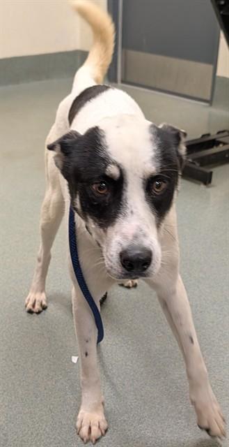 Enlarge JASPER, a Adoptable mixed breed in Lees Summit, MO image 1/1