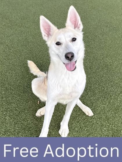 Ponyo, a Adoptable mixed breed in Grapevine, TX image 1/3