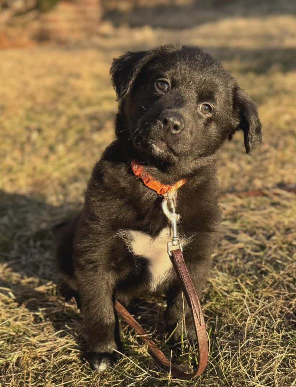 Enlarge Dougie, a ADOPTABLE mixed breed in Dubuque, IA image 1/6