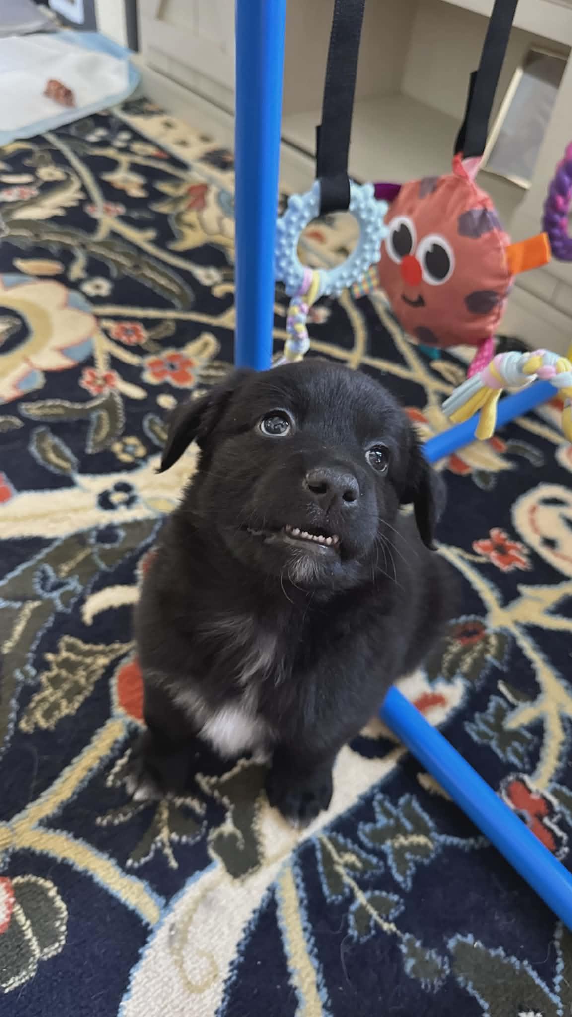 Enlarge Dougie, a ADOPTABLE mixed breed in Dubuque, IA image 5/6